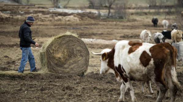 Desetorica „braće po oružju“ pokrenula biznis na Kamešnici „Uzgajamo najveće stado goveda u Dalmaciji! Skoro smo propali, a sad nam EU daje milijun eura...“